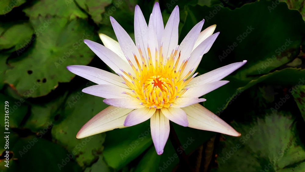 Waterlily Waterlily