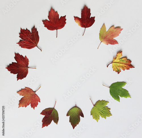 Circle of leaves from a Snowball tree showing colors of the passing seasons