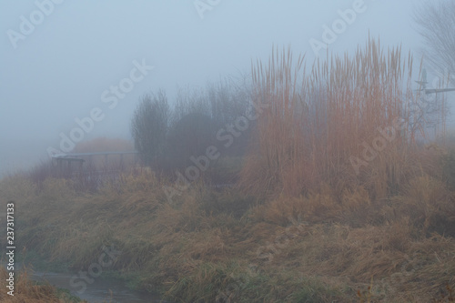 Foggy Morning in a Garden