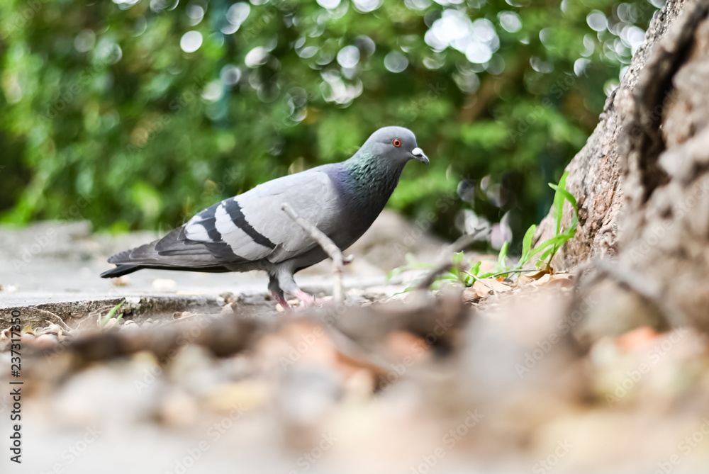 Obraz premium Pigeon or dove bird standing in green park.