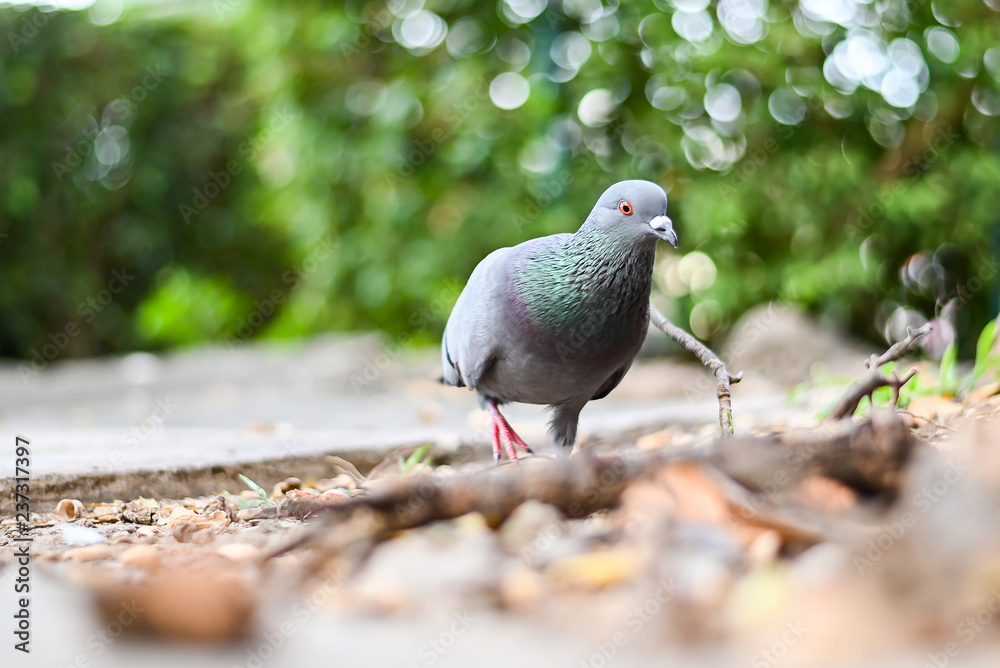 Fototapeta premium Pigeon or dove bird standing in green park.