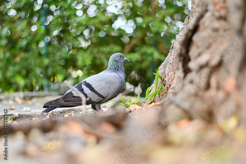 Pigeon or dove bird standing in green park.