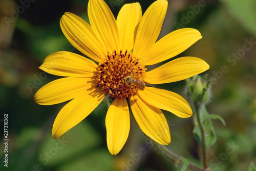 flor de alcahuale con abeja