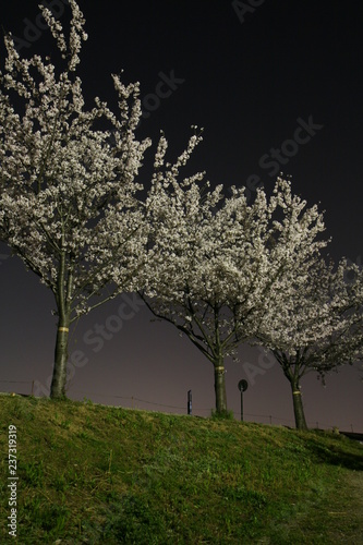 月明りに照らされた並木の夜桜