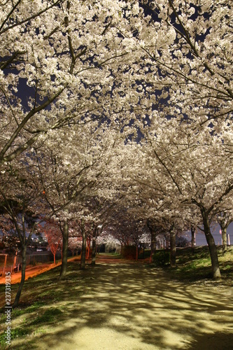 夜の月明りに照らされる桜並木の幻想的な影
