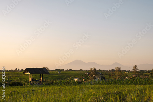 Magic sunset on the sunlit rice field