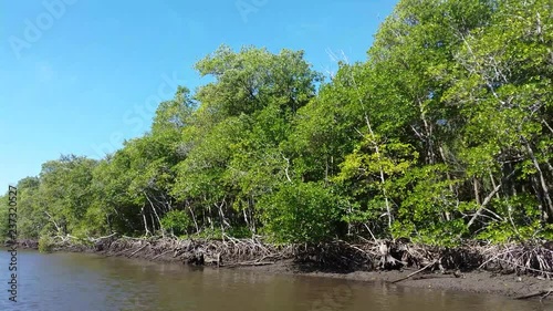 Footage airboat tour at the Florida Everglades Mangrove Jungles, USA