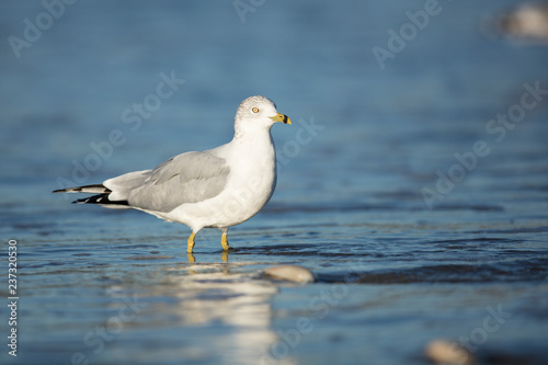 Ring-billed Gull photo