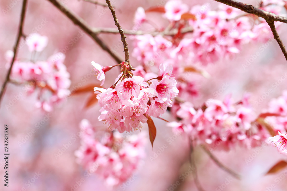 Wild Himalayan Cherry Blossoms in spring season (Prunus cerasoides), Sakura in Thailand, selective focus, Phu Lom Lo, Loei, Thailand. Wild Himalayan Cherry Blossoms in spring season (Prunus cerasoides), Sakura in Thailand, selective focus, Phu Lom Lo, Loei, Thailand.