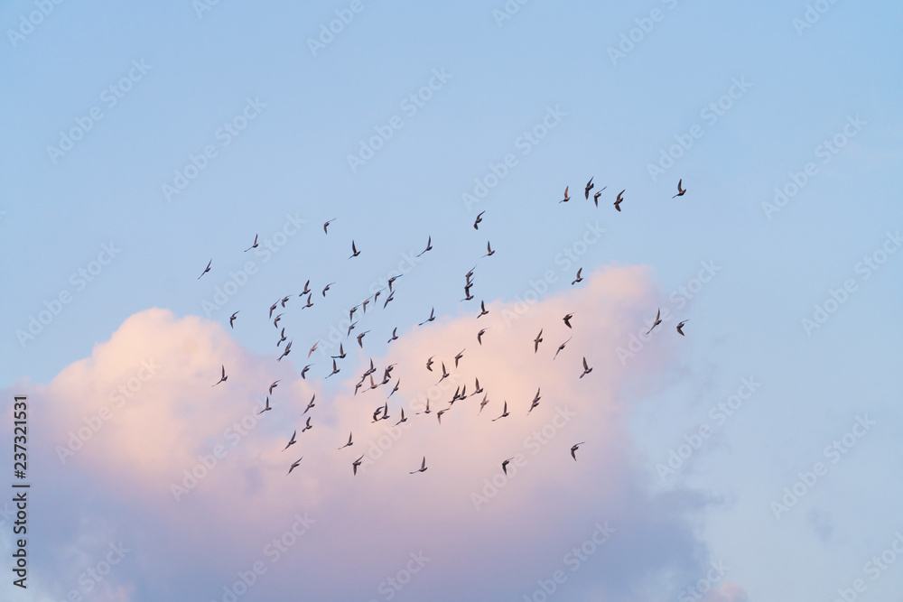 low angle view of birds flying in sky low angle view of birds flying in sky