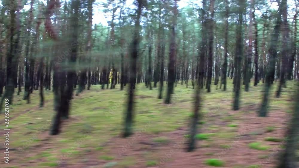 Aerial Flying Between Trees in Autumn Forest Aerial Flying Between Trees in Autumn Forest
