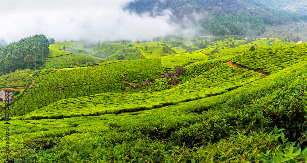 Obraz premium Panoramic beautiful tea plantations in hills near Munnar, Kerala, India.