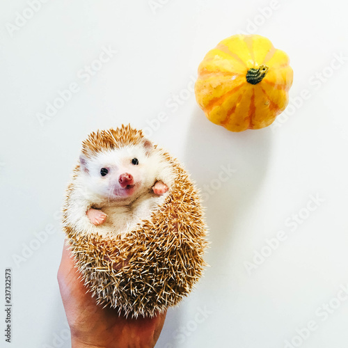 Smiling happy hedgehog with orange pumpkin  photo