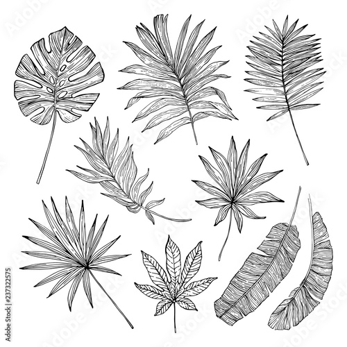 Grunge tropical leaf silhouette elements set isolated on white background.