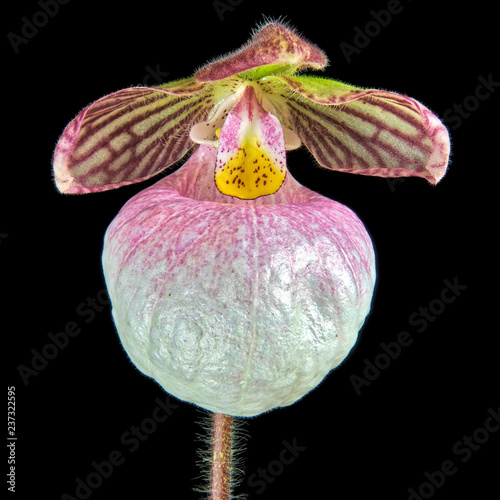 Paph. Fanaticum x Micranthum photo