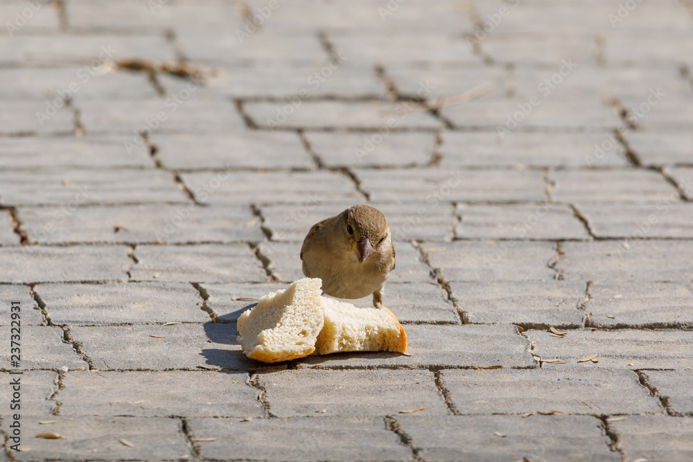 Sparrow has found a two piece of bread Sparrow has found a two piece of bread