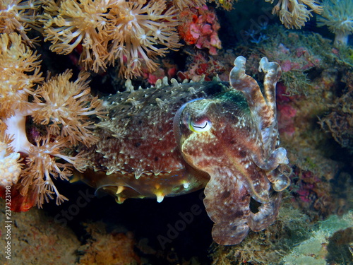 Cuttlefish © vodolaz