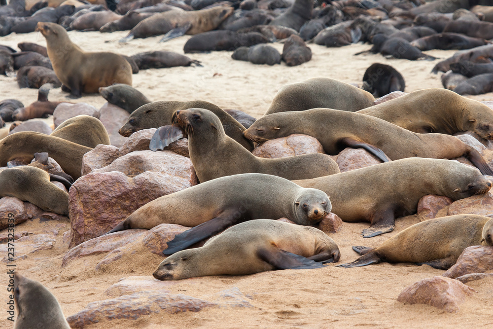 Fototapeta premium Cape fur Seal colony at Cape Cross, Namibia, breading season.