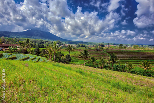 Rice terraces of Bali  Indonesia