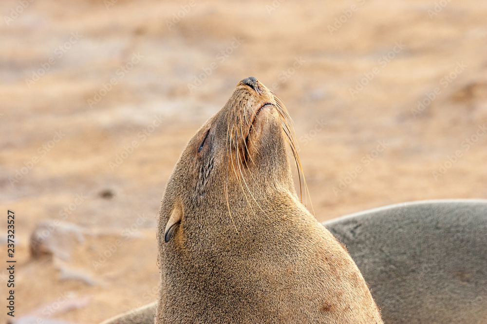Fototapeta premium Cape fur Seal colony at Cape Cross, Namibia, breading season.