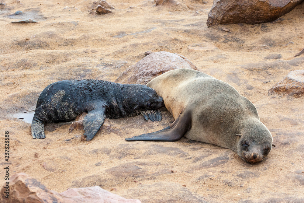 Obraz premium Cape fur Seal colony at Cape Cross, Namibia, breading season.