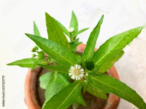 Eclipta Alba or false daisy plant with green leaves and flowers in a pot. It’s also known as Bhringraj in India. Bhringraj is a very good Ayurvedic herbal medicine for hair treatment or ha photo