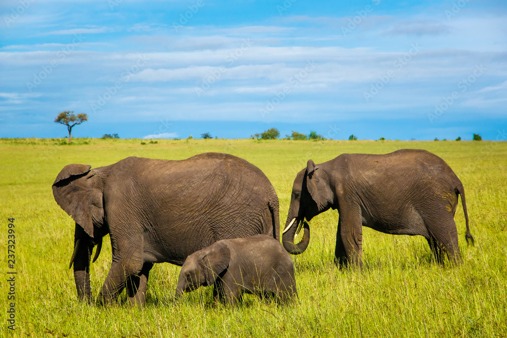 Fototapeta premium Group of african elephants walking on the savannah 