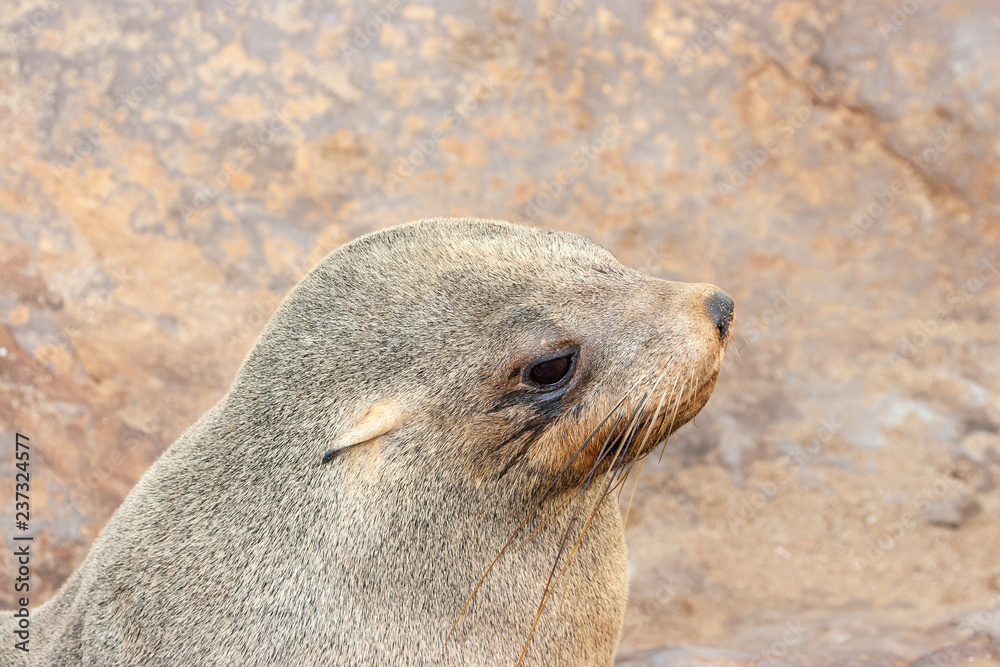 Fototapeta premium Cape fur Seal colony at Cape Cross, Namibia, breading season.