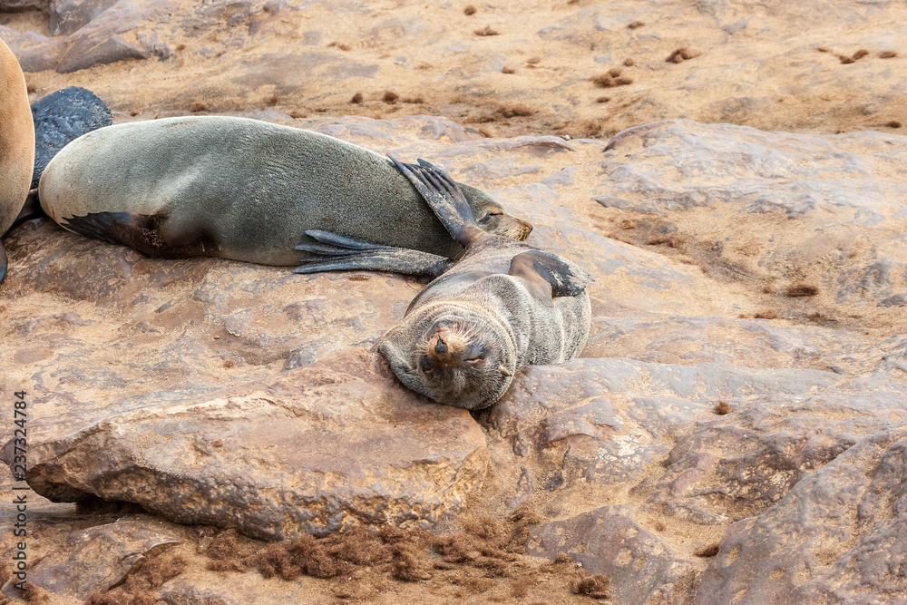 Fototapeta premium Cape fur Seal colony at Cape Cross, Namibia, breading season.