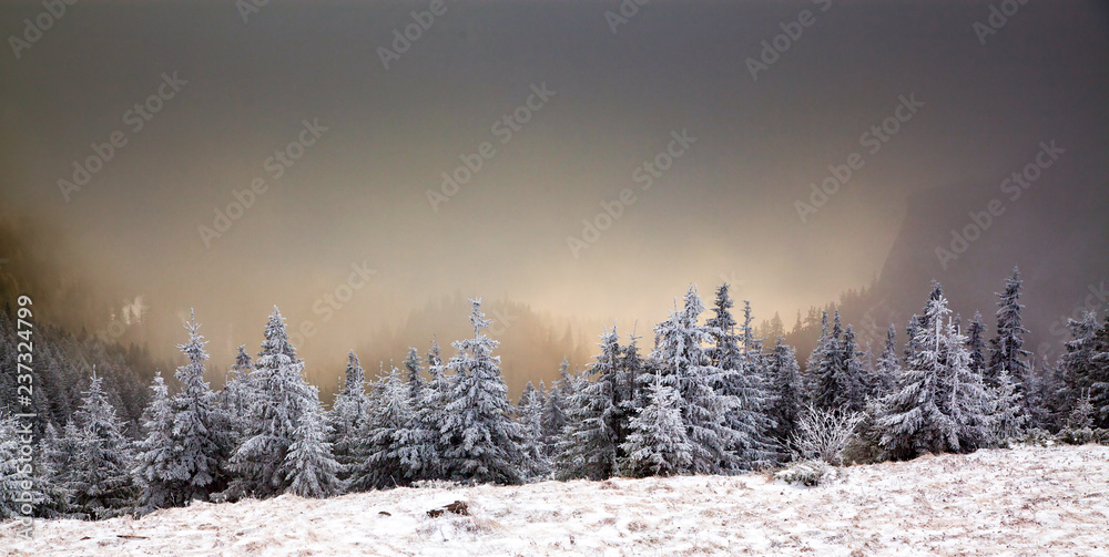 Obraz premium winter landscape with snowy fir trees in the mountains