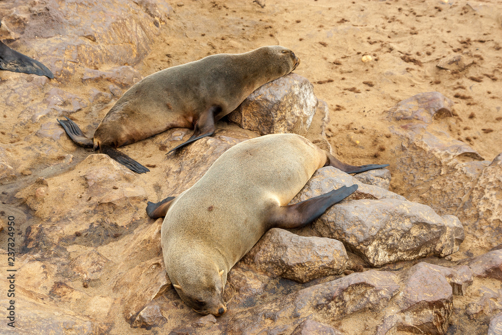 Obraz premium Cape fur Seal colony at Cape Cross, Namibia, breading season.
