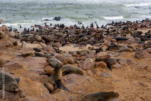 Cape fur Seal colony at Cape Cross, Namibia, breading season. © Rudi