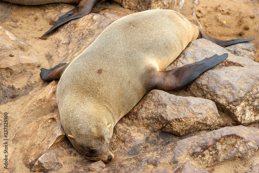 Naklejka premium Cape fur Seal colony at Cape Cross, Namibia, breading season.