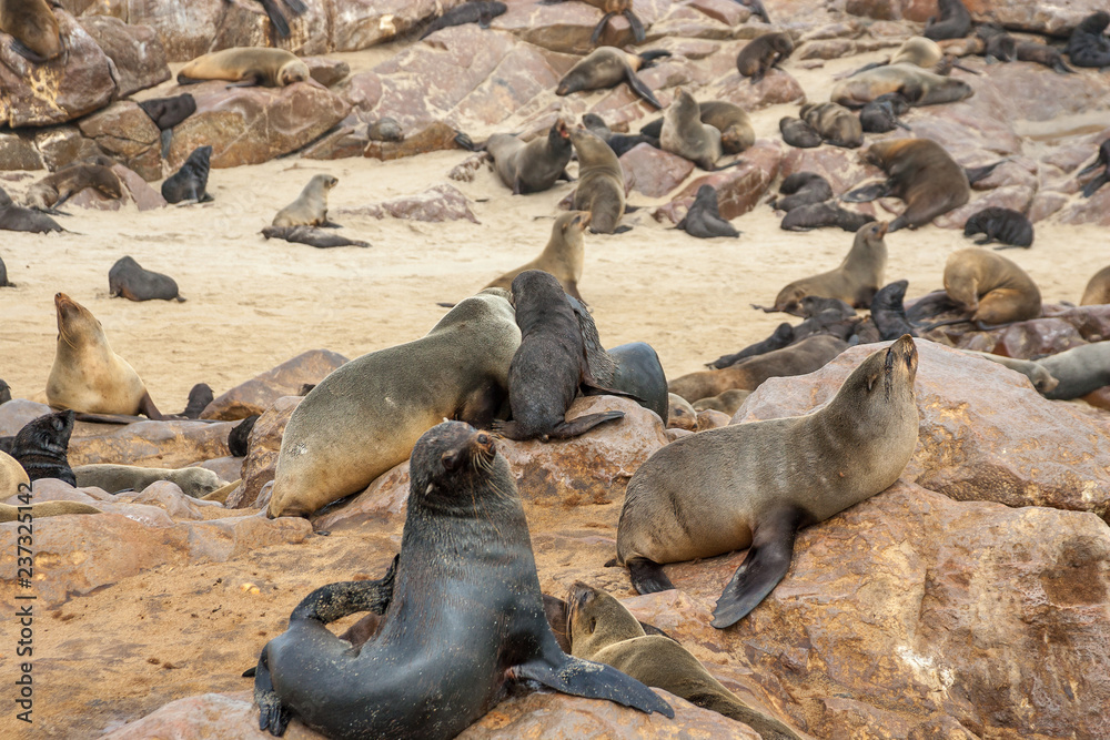 Naklejka premium Cape fur Seal colony at Cape Cross, Namibia, breading season.