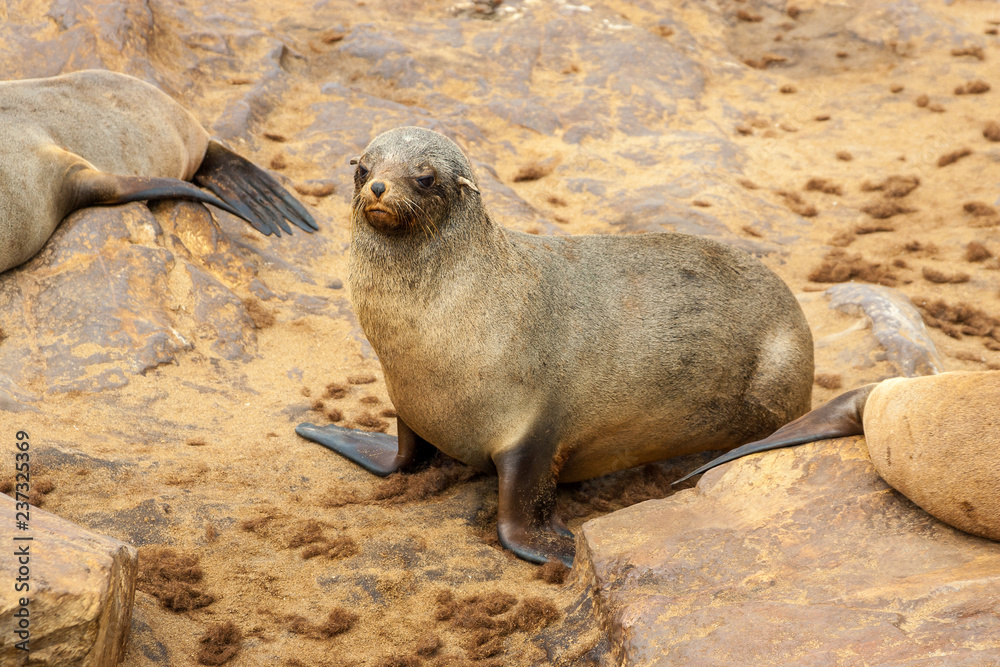 Fototapeta premium Cape fur Seal colony at Cape Cross, Namibia, breading season.