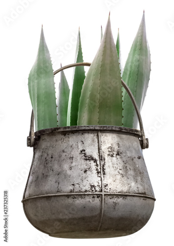 Agave dans chaudron, fond blanc  photo