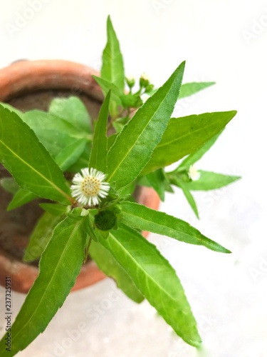 Eclipta Alba plant in a pot. Eclipta Alba is also known as Bhringraj and false daisy. It’s a very nice natural herbal remedy for hair treatment or hair loss in ay
