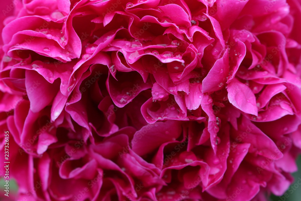 abstract background of peony flower petals abstract background of peony flower petals