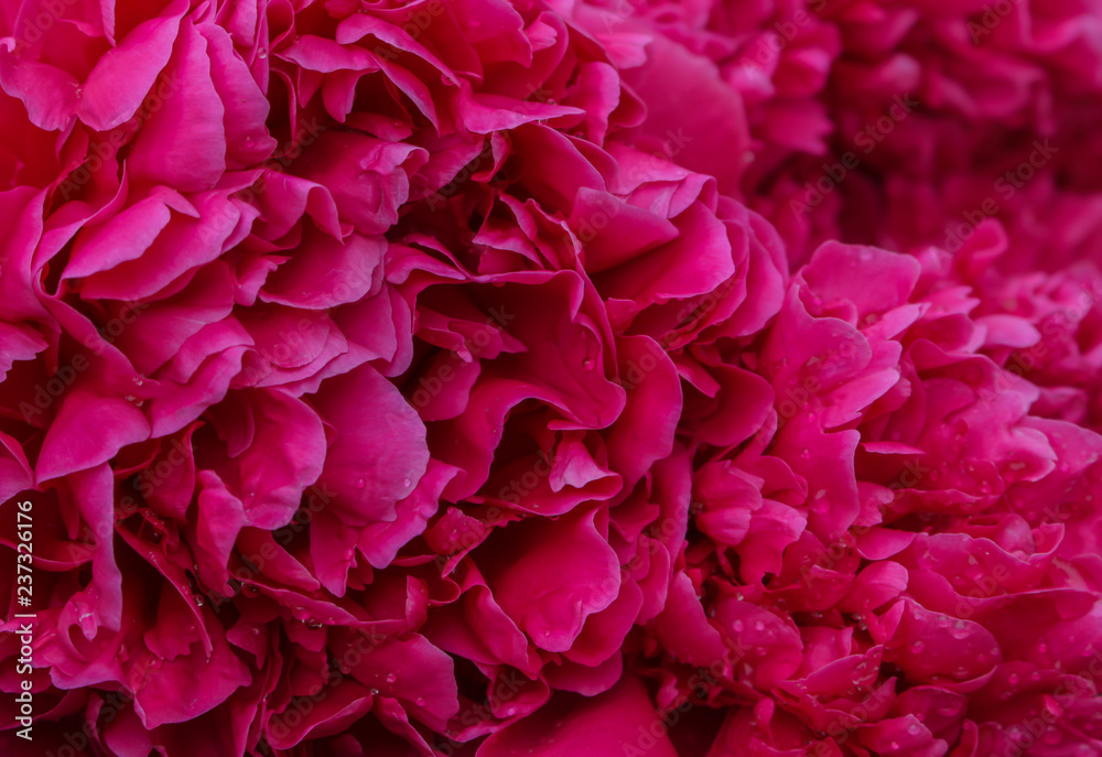 Beautiful flowers, dark red peonies as background.