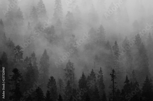 Black and white image of fog spilling over a mountainside covered in trees
