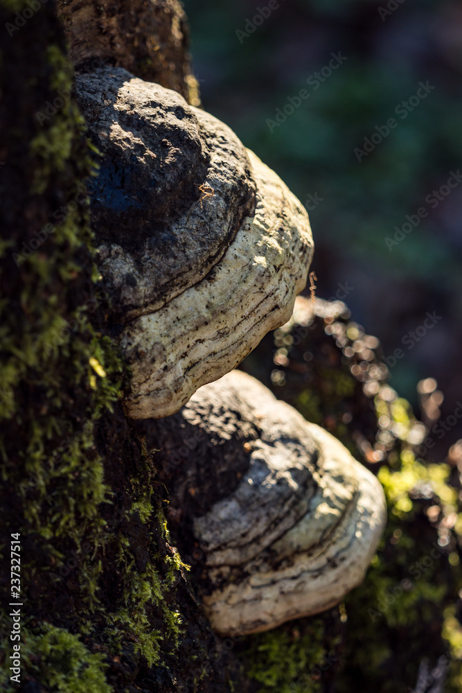 two big white mushrooms grow on moss covered tree trunk under the sun two big white mushrooms grow on moss covered tree trunk under the sun