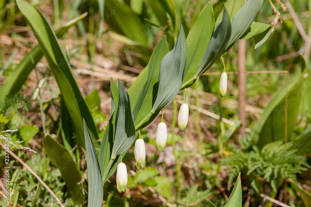 blooming Polygonatum close up blooming Polygonatum close up