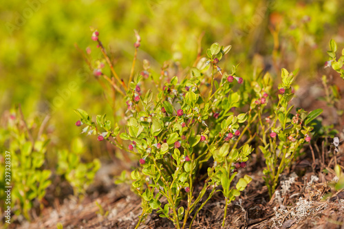 blueberry bushes in spring