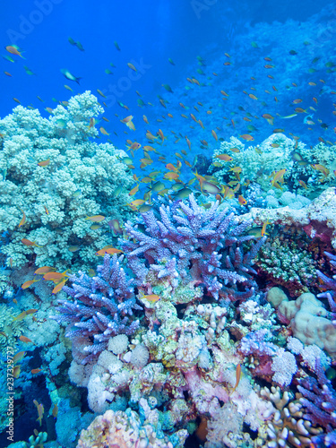Colorful coral reef on the bottom of tropical sea