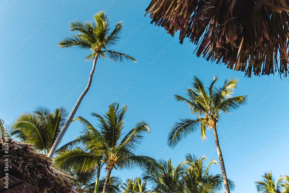 Fototapeta premium Bavaro Beaches in Punta Cana, Dominican Republic