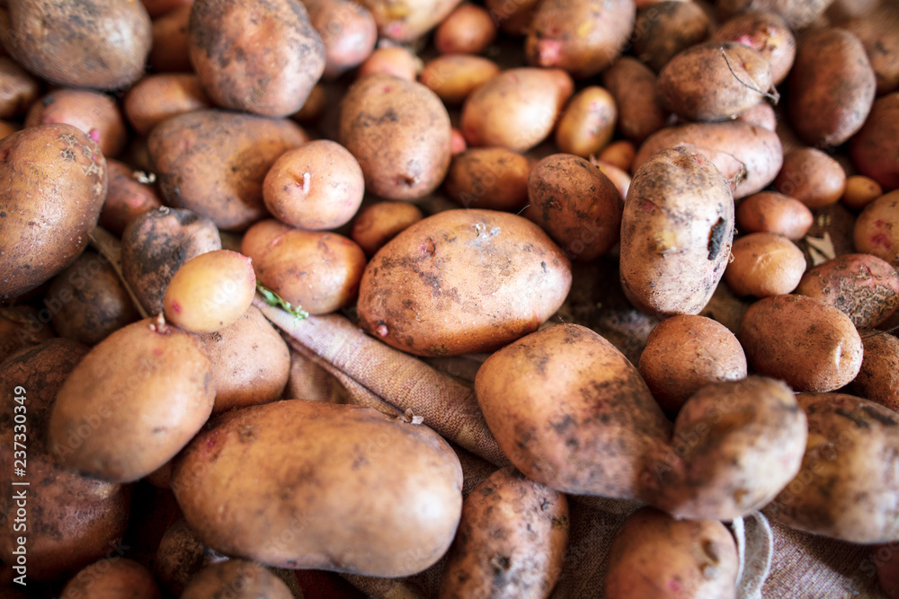 Potato harvest in the cellar as a background