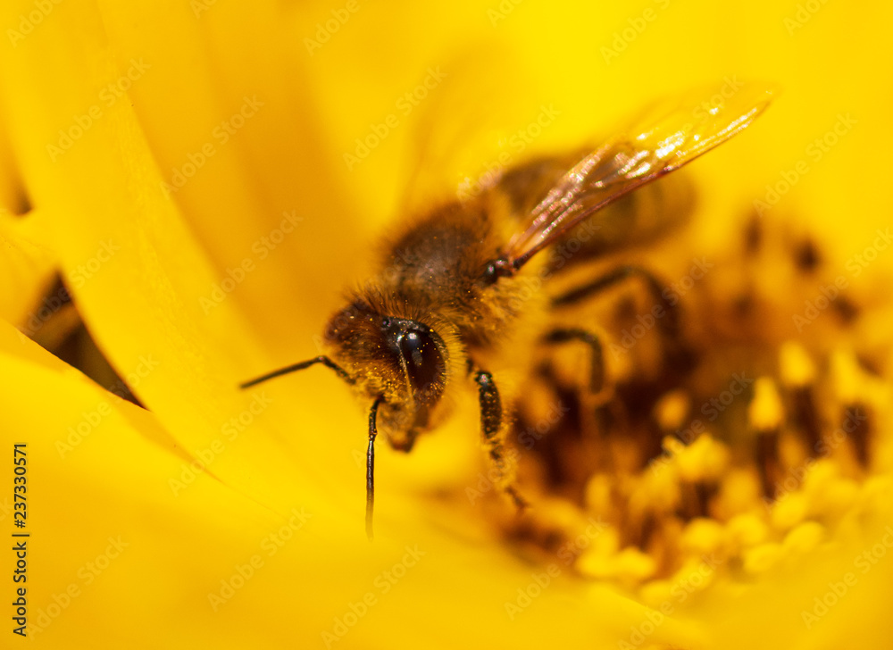 Bee collects honey on a yellow flower Bee collects honey on a yellow flower