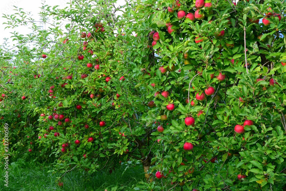Apfelbäume mit roten Äpfeln