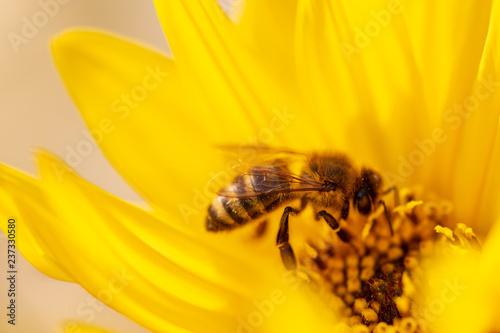 Bee collects honey on a yellow flower