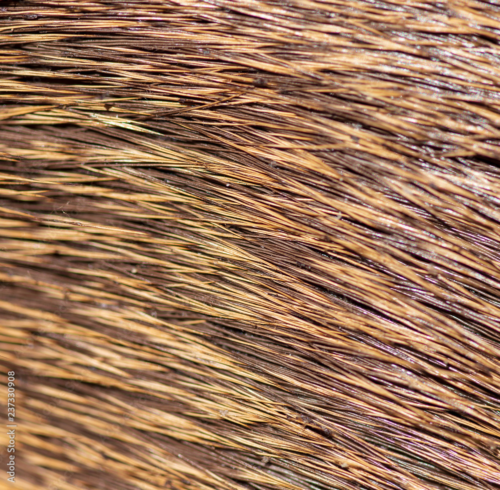Wool on a deer as an abstract background Wool on a deer as an abstract background